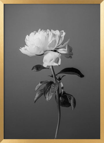 Monochrome Peony Flower | Poster - Gold Frame Interior