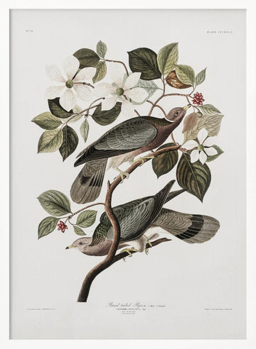 Brand Tailed Pigeon From Birds Of America (1827) | Poster - White Frame Interior
