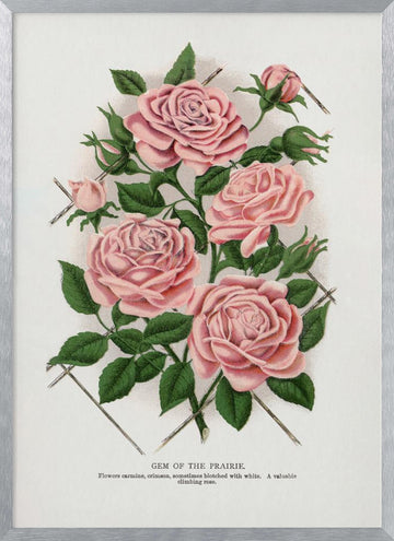 Pink Rose, Gem of the Prairie Lithograph | Poster - Silver Frame Interior