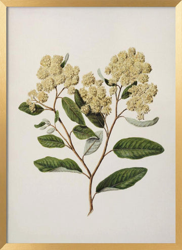 Kumarahou Drawn By Sarah Featon (1848–1927 | Poster - Gold Frame Interior