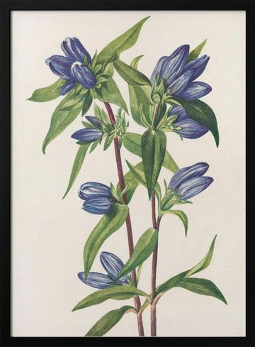 Bottle Gentian From North American Wildflowers (1925) By Mary Vaux Walcott | Poster - Black Metal Frame Interior
