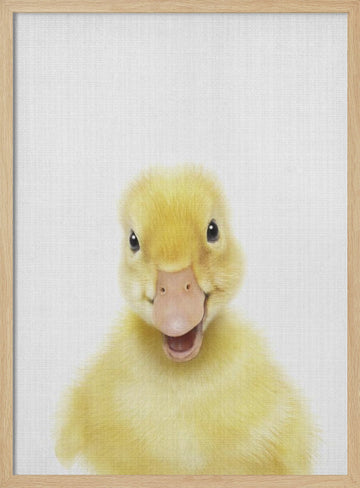 Smiling Baby Duck | Poster - Wood Frame Interior