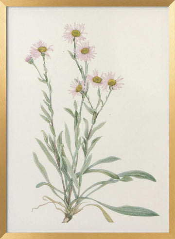 Pink Fleabane From North American Wildflowers (1925) By Mary Vaux Walcott | Poster - Gold Frame Interior