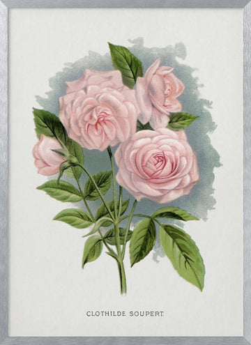 Pink Rose, Clothilde Soupert Lithograph | Poster - Silver Frame Interior