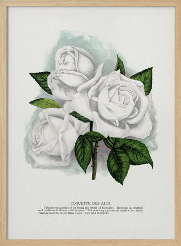 White Rose, Coquette Des Alps Lithograph | Poster - Wood Frame Interior