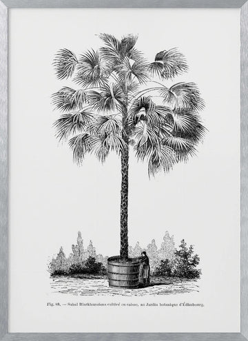 Vintage Palm Tree Drawing X | Poster - Silver Frame Interior