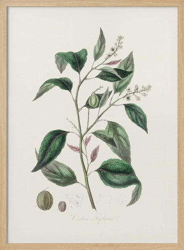 Purging Croton (croton Tiglium) Medical Botany | Poster - Wood Frame Interior