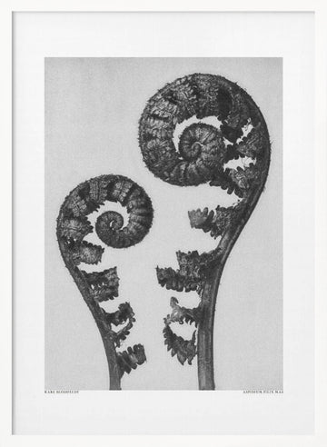Aspidium Filix Mas | Poster - White Frame Interior