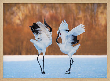 Dancing Red-crowned Cranes | Poster - Wood Frame Interior