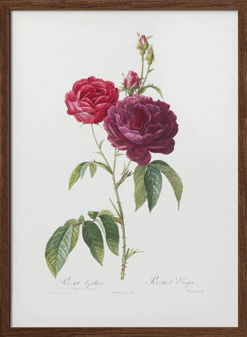 Purple French Rose, Les Roses (1817–1824) | Poster - Walnut Frame Interior