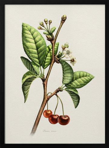 Sweet Cherry Botanical Branch | Poster - Black Metal Frame Interior