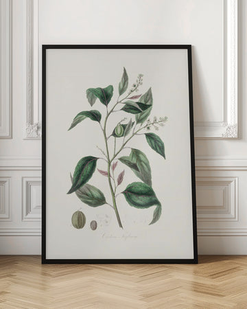 Purging Croton (croton Tiglium) Medical Botany | Poster - Room Interior 1