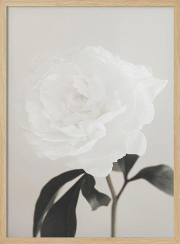 Elegant White Peony | Poster - Wood Frame Interior