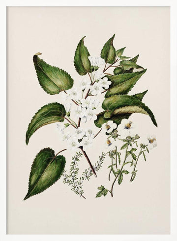 Hibiscus Trianium  By Sarah Featon (1848–1927 | Poster - White Frame Interior