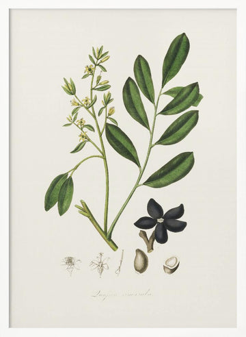 Lualsia Simarula Medical Botany | Poster - White Frame Interior