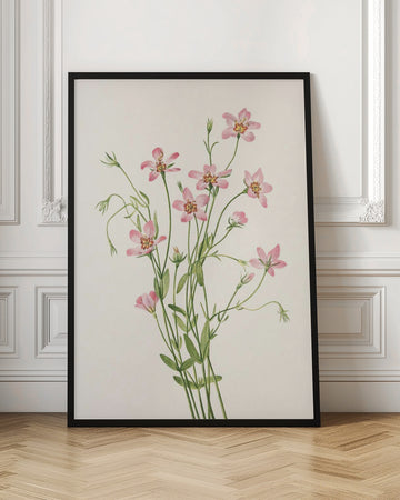 Saltmarsh Rose Gentian From North American Wildflowers (1925) By Mary Vaux Walcott. | Poster - Room Interior 1