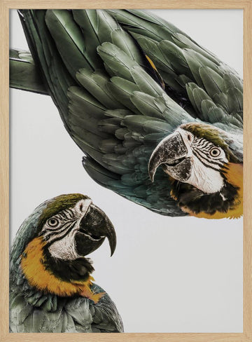 Vibrant Parrot Duo | Poster - Wood Frame Interior