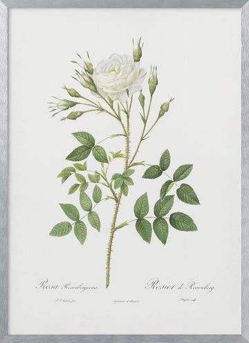 Rose of Rosenberg, Les Roses (1817–1824) | Poster - Silver Frame Interior