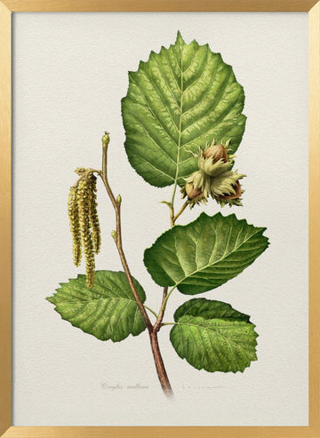 Hazelnut Branch Botanical | Poster - Gold Frame Interior