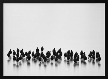 Black Birds On Ice | Poster - Black Metal Frame Interior