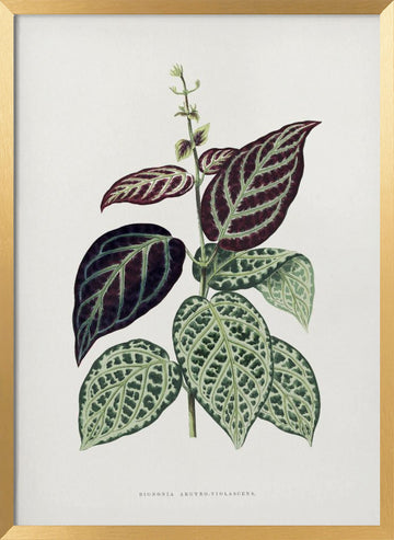 Green Bignonia Argyro Violascens Leaf Illustration | Poster - Gold Frame Interior