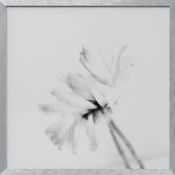 Ethereal White Flower | Poster - Silver Frame Interior