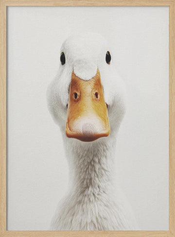 Funny Duck Face | Poster - Wood Frame Interior