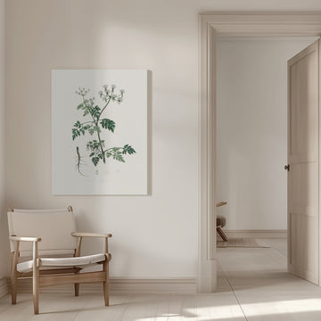 Poison Parsley (aethusa Cynapium) Medical Botany | Canvas - Room Interior 1