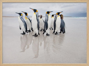 King Penguins on Beach | Poster - Wood Frame Interior