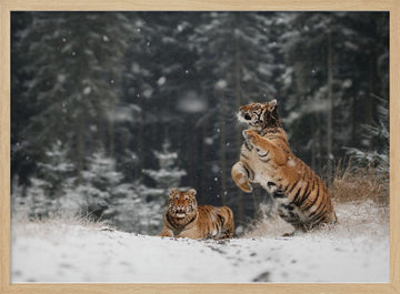 Siberian Winter Tigers | Poster - Wood Frame Interior