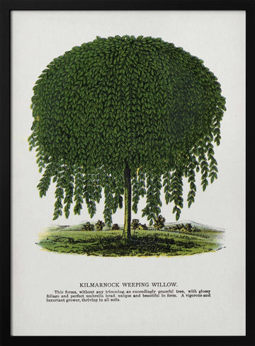 Kilmarnock Weeping Willow Tree Lithograph | Poster - Black Metal Frame Interior