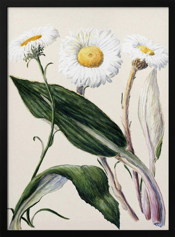 New Zealand Mountain Daisies Drawn By Sarah Featon (1848–1927 | Poster - Black Metal Frame Interior
