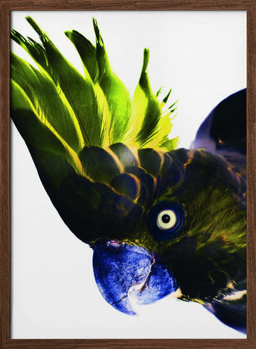 Vivid Bird Glance | Poster - Walnut Frame Interior
