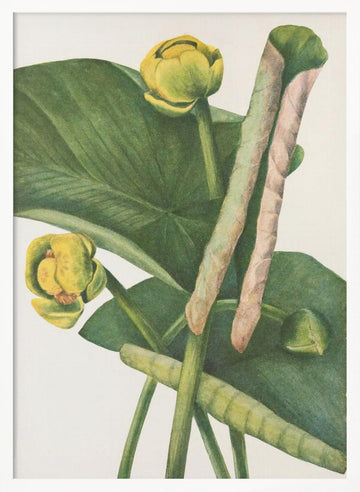 Spatterdock From North American Wildflowers (1925) By Mary Vaux Walcott. | Poster - White Frame Interior