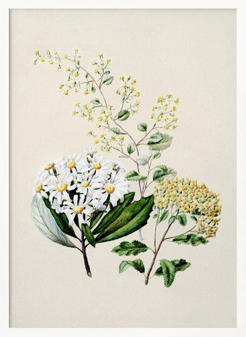 Senecio Drawn By Sarah Featon (1848–1927) | Poster - White Frame Interior