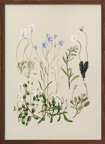 Wahlenbergias Drawn | Poster - Walnut Frame Interior