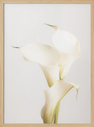 Elegant Calla Lilies | Poster - Wood Frame Interior