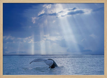 Whale Tail Sun Rays | Poster - Wood Frame Interior