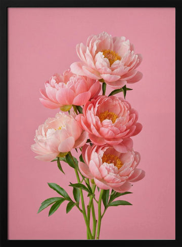 Delicate Pink Peonies | Poster - Black Metal Frame Interior