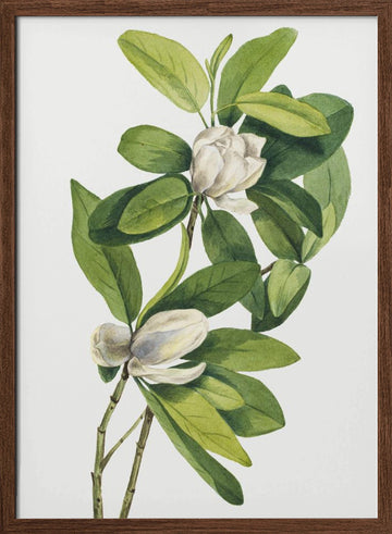 Swamp Magnolia (1918) | Poster - Walnut Frame Interior