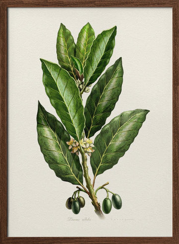 Botanical Leaves and Fruit | Poster - Walnut Frame Interior