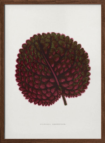Pink Gesneria Exoniensis Leaf Illustration | Poster - Walnut Frame Interior