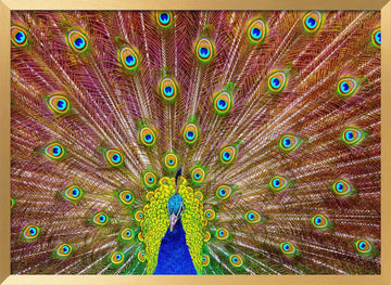 Iridescent Peacock Feathers | Poster - Gold Frame Interior