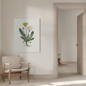 Leontodon Taraxacuma Medical Botany | Canvas - Room Interior 1