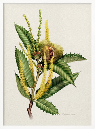 Sweet Chestnut Study | Poster - White Frame Interior