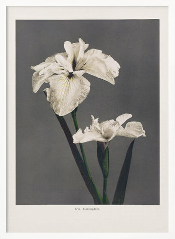 Iris Kæmpferi | Poster - White Frame Interior