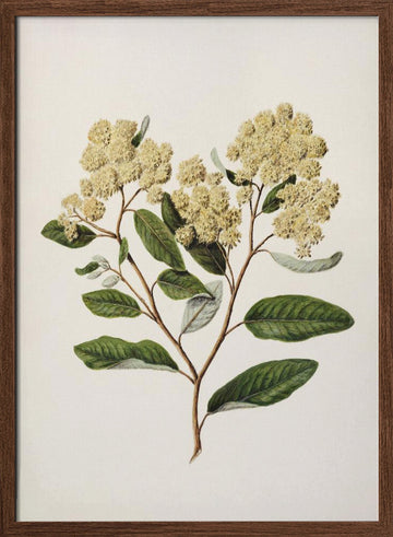 Kumarahou Drawn By Sarah Featon (1848–1927 | Poster - Walnut Frame Interior