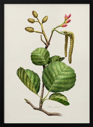 Alder Botanical Study | Poster - Black Metal Frame Interior