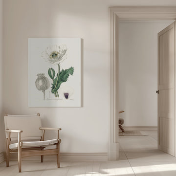 Opium Poppy (papaver Somniferum) Medical Botany | Canvas - Room Interior 1