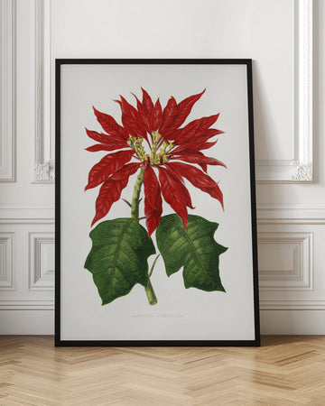 Poinsettia Pulcherrima Leaf Illustration | Poster - Room Interior 1